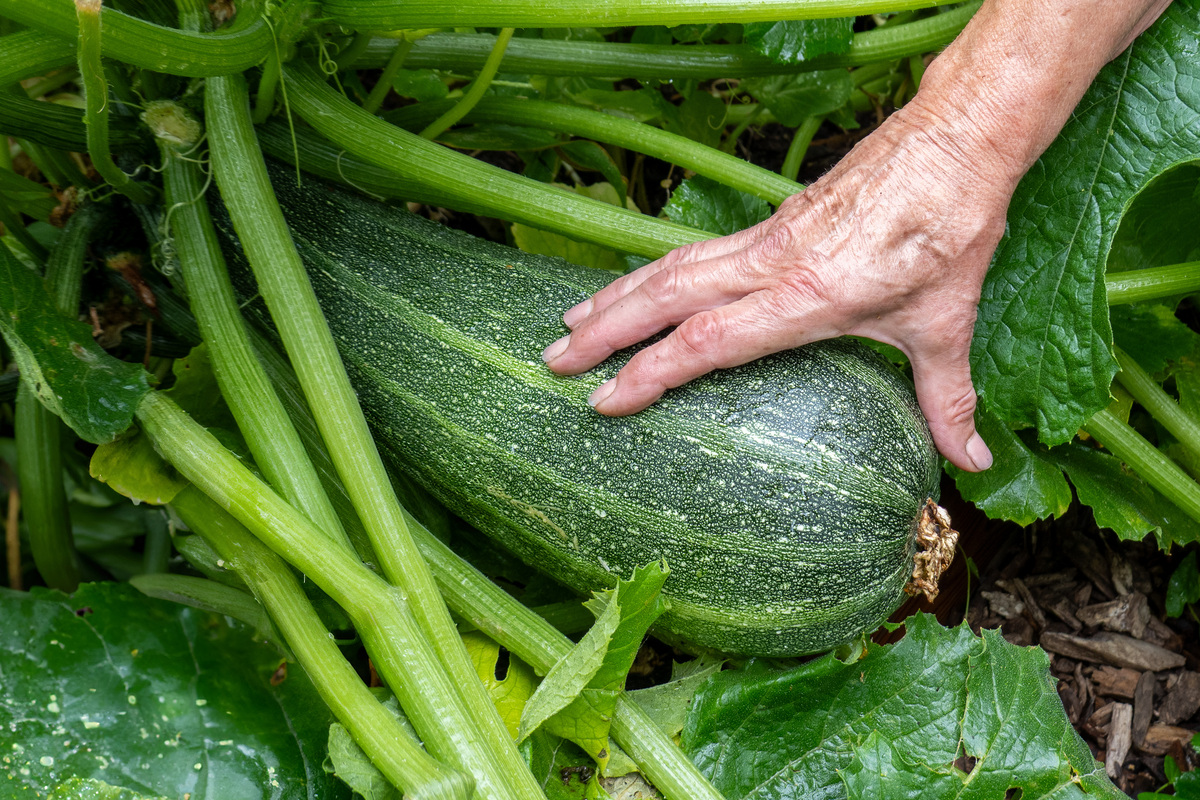 Community Garden